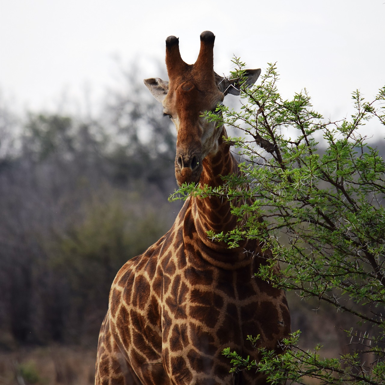 Žirafa, Afrika, Solo, Laukinė Gamta, Gyvūnas, Medis, Valgyti, Nemokamos Nuotraukos,  Nemokama Licenzija