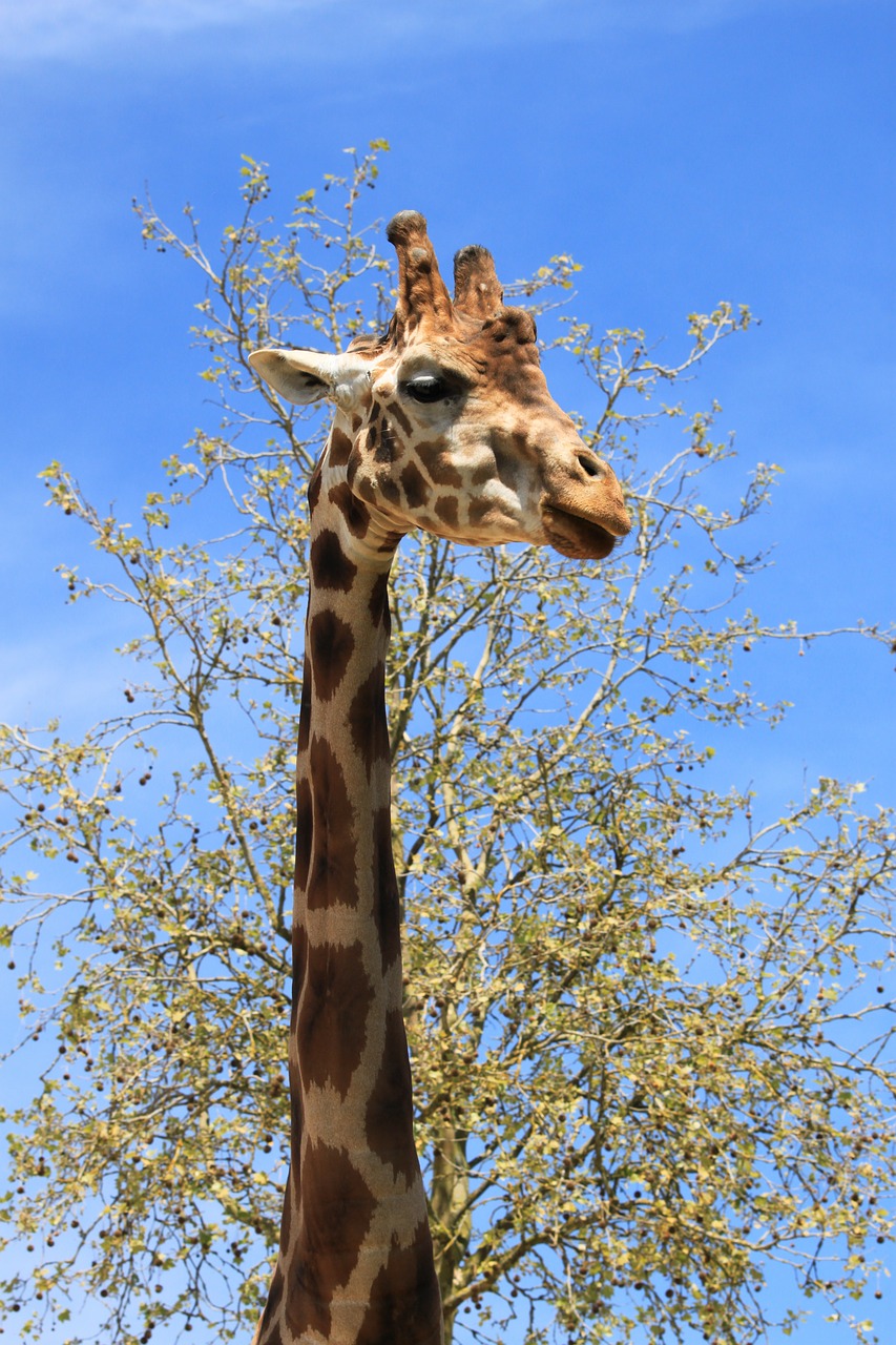 Žirafa, Fauna, Beauvalle, Nemokamos Nuotraukos,  Nemokama Licenzija