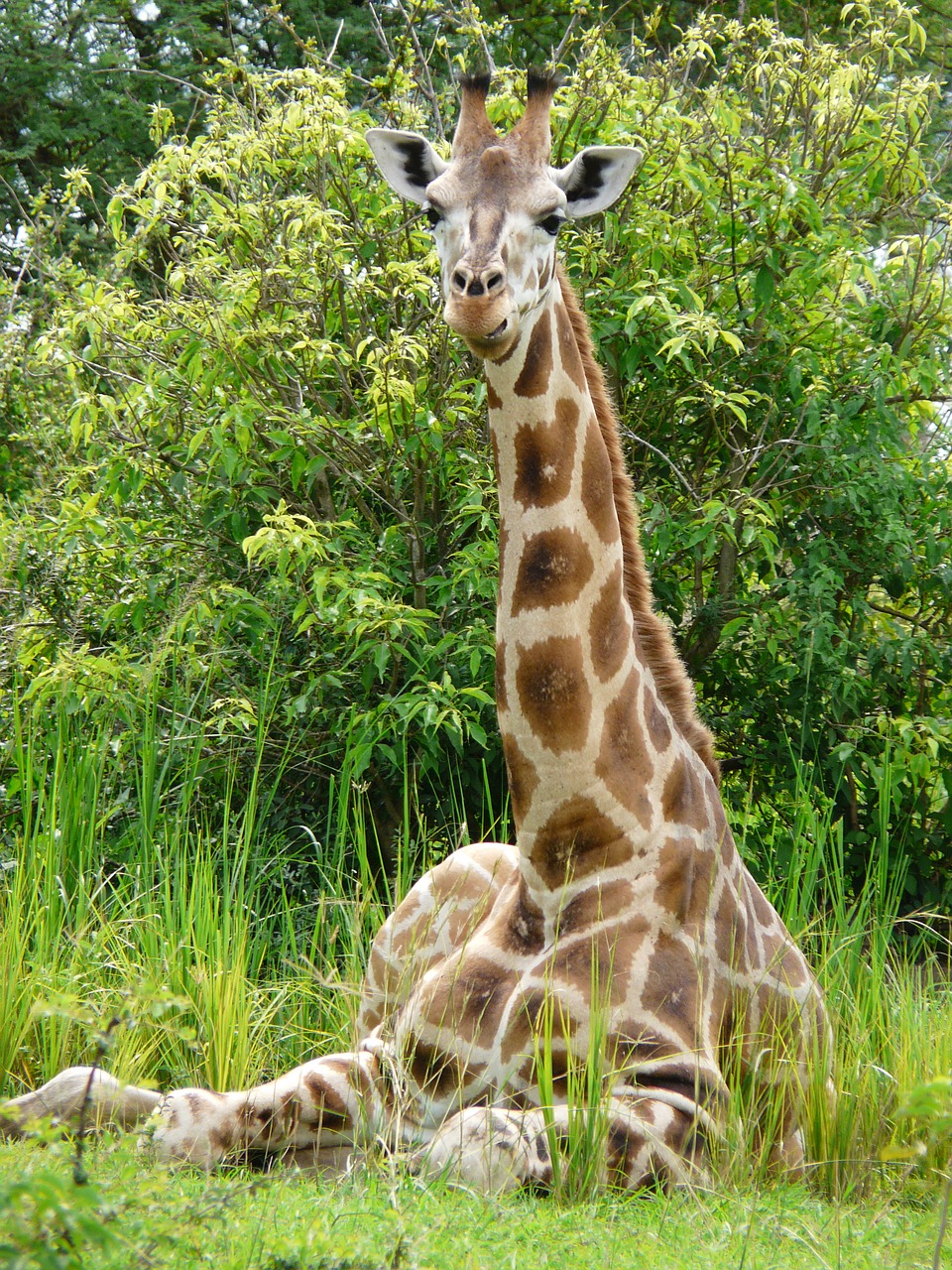 Žirafa, Jaunas, Afrikos, Laukinė Gamta, Gamta, Nemokamos Nuotraukos,  Nemokama Licenzija