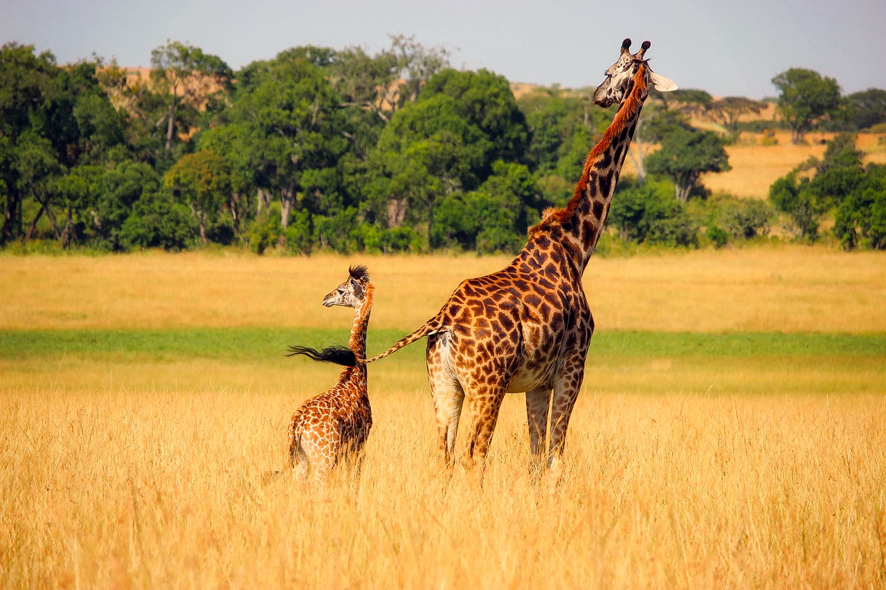 Žirafa, Gyvūnai, Laukinė Gamta, Afrika, Kūdikis, Motina, Mielas, Kraštovaizdis, Gamta, Lauke
