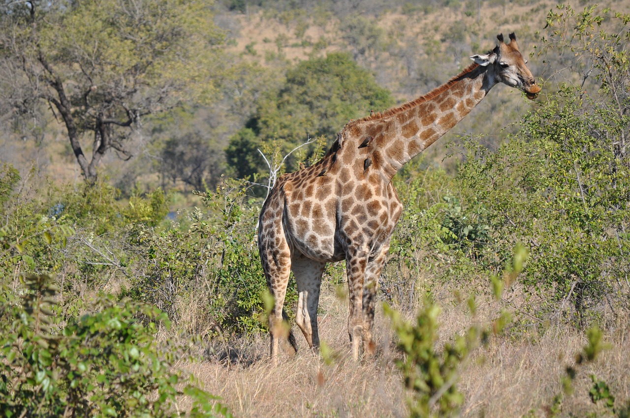 Žirafa, Gyvūnas, Savana, Pastebėtas, Ilgai Jibe, Nemokamos Nuotraukos,  Nemokama Licenzija
