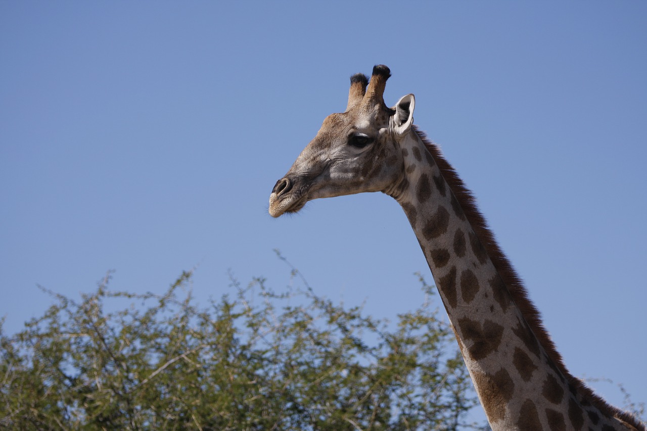 Žirafa, Namibija, Gamta, Afrika, Gyvūnai, Safari, Dykuma, Laukiniai Gyvūnai, Laukinis Gyvenimas, Etosha Nacionalinis Parkas
