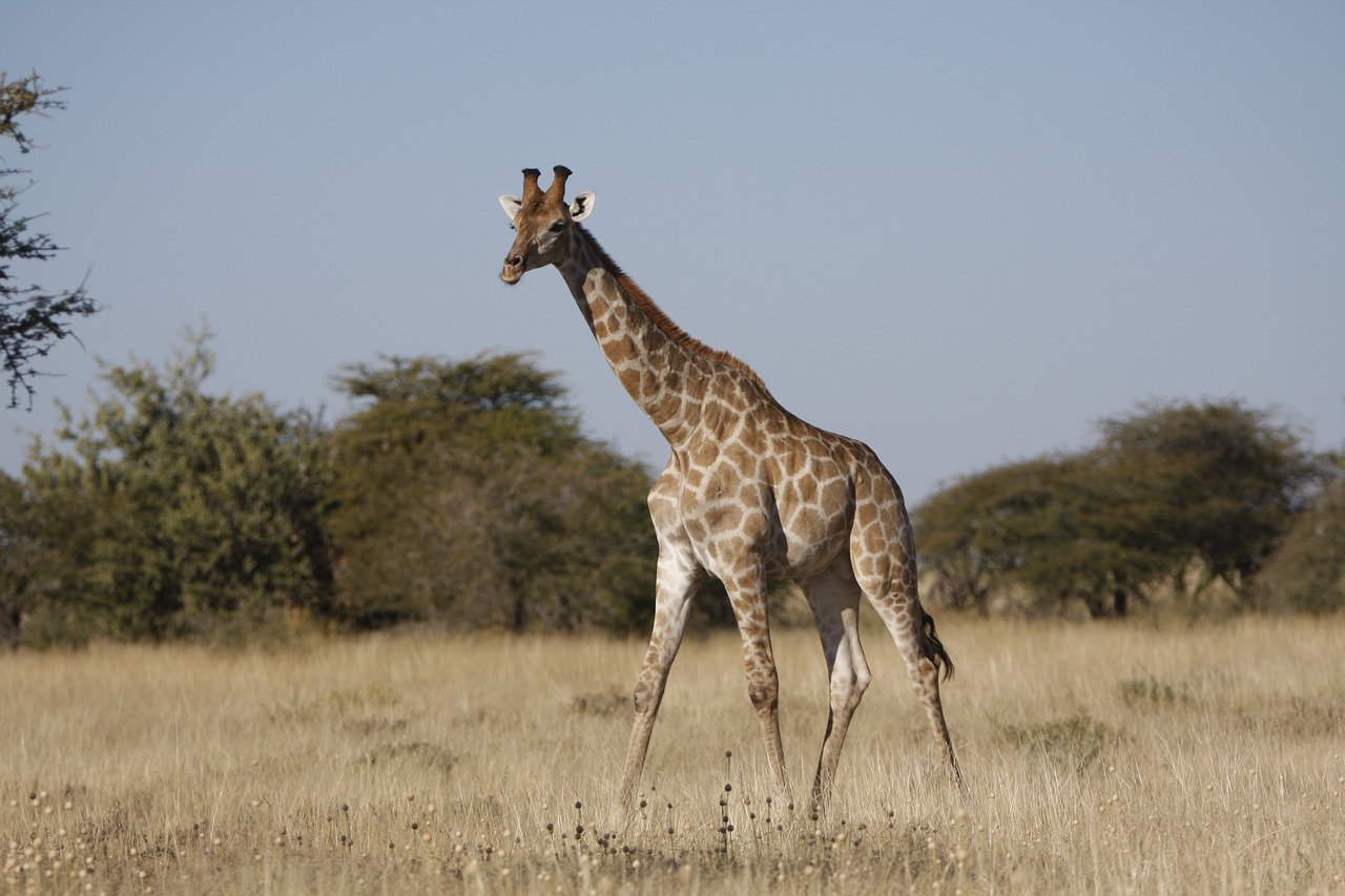 Žirafa, Laukiniai, Po, Pietų Afrika, Gyvūnai, Laukinės Gamtos Fotografija, Dykuma, Namibija, Etosha Nacionalinis Parkas, Nemokamos Nuotraukos