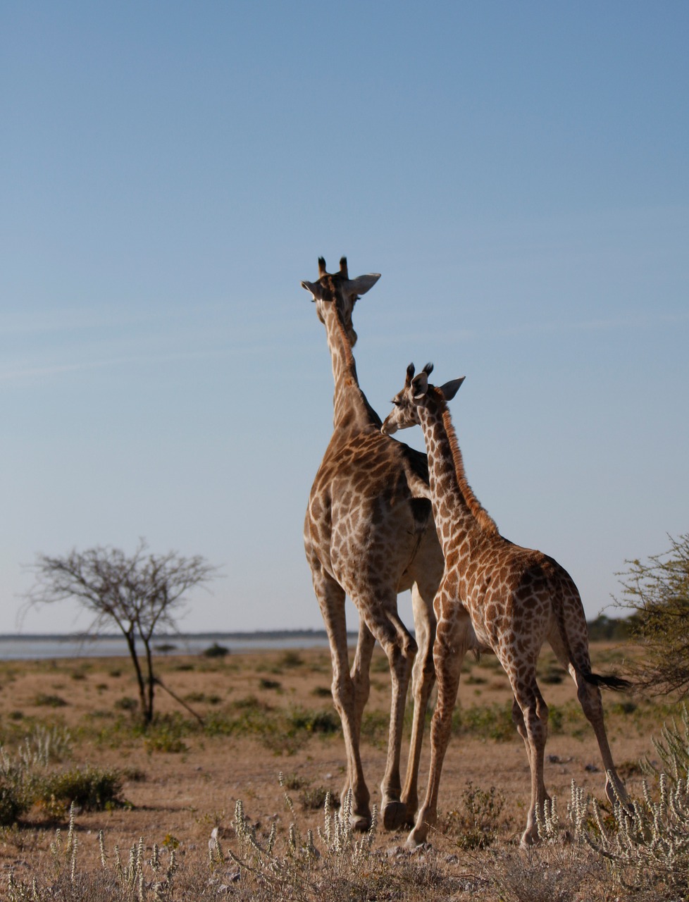 Žirafa, Laukiniai, Safaris, Namibija, Laukinės Gamtos Fotografija, Pietų Afrika, Nacionalinis Etosha Parkas, Laukinė Gamta, Gamta, Gyvūnai
