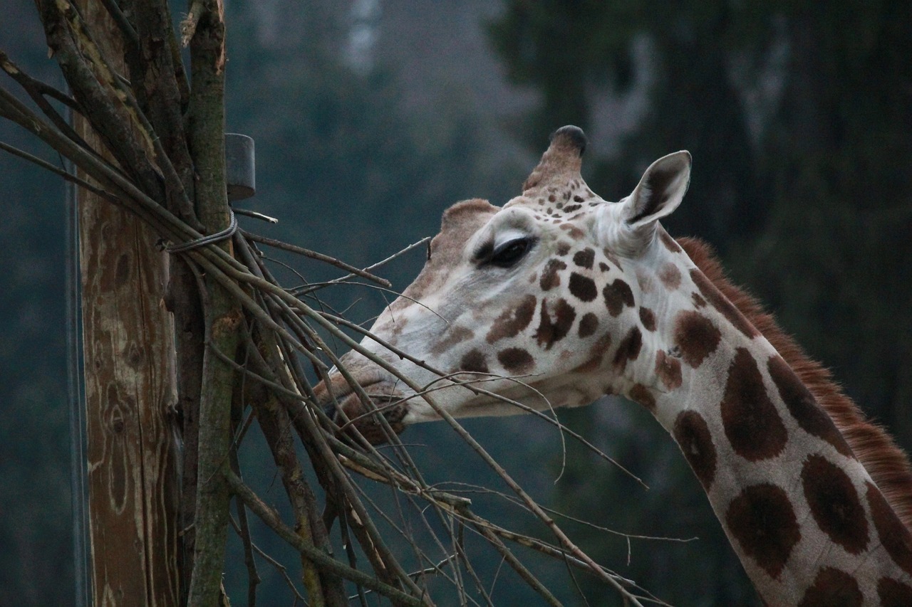 Žirafa, Zoologijos Sodas, Laukiniai, Gamta, Gyvūnas, Laukinė Gamta, Nemokamos Nuotraukos,  Nemokama Licenzija