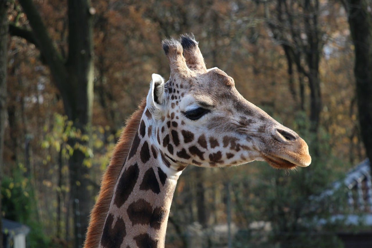 Žirafa, Gyvūnai, Zoologijos Sodas, Nemokamos Nuotraukos,  Nemokama Licenzija