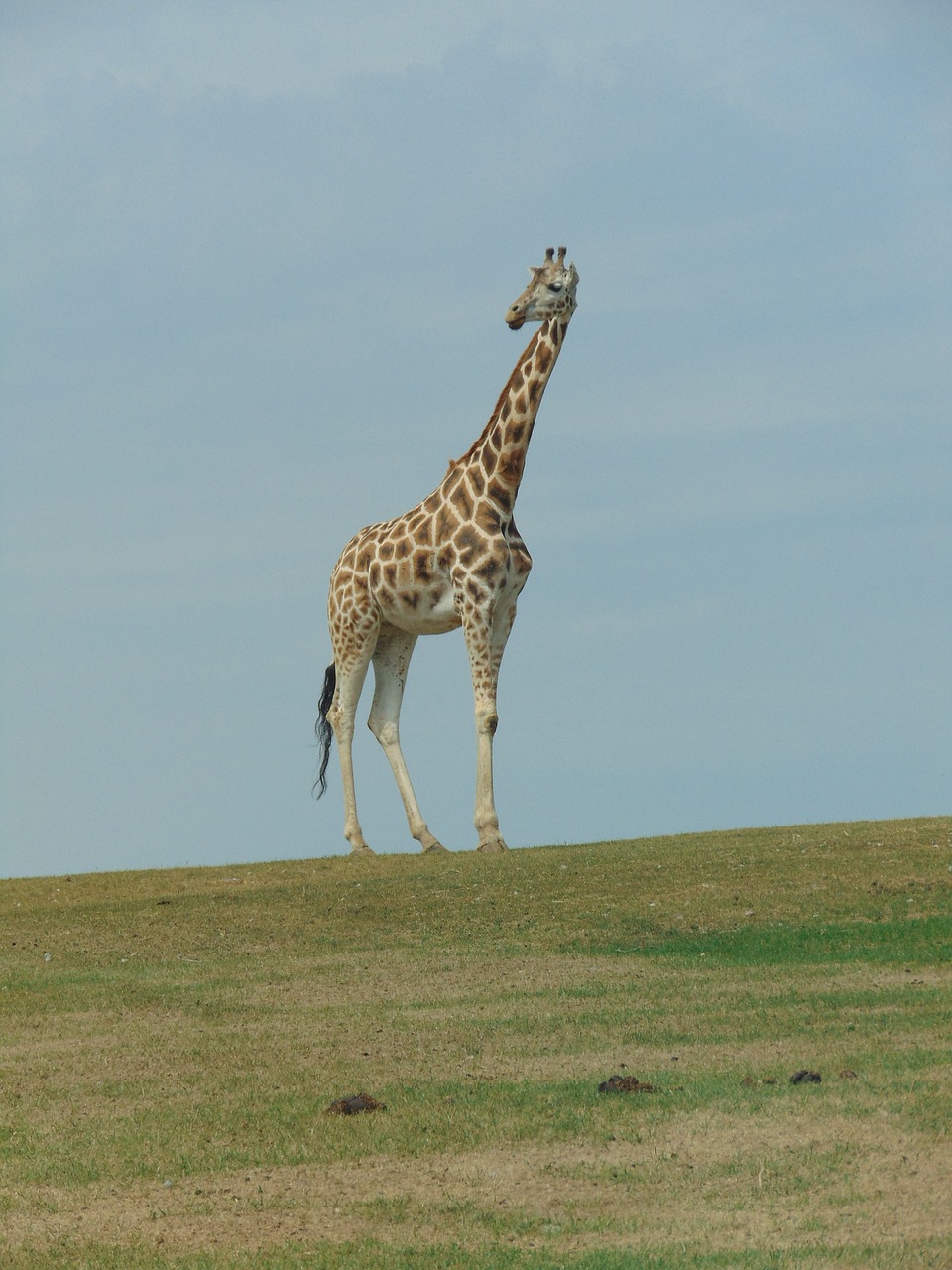 Žirafa, Laukinis Gyvūnas, Afrika, Puiku, Nemokamos Nuotraukos,  Nemokama Licenzija