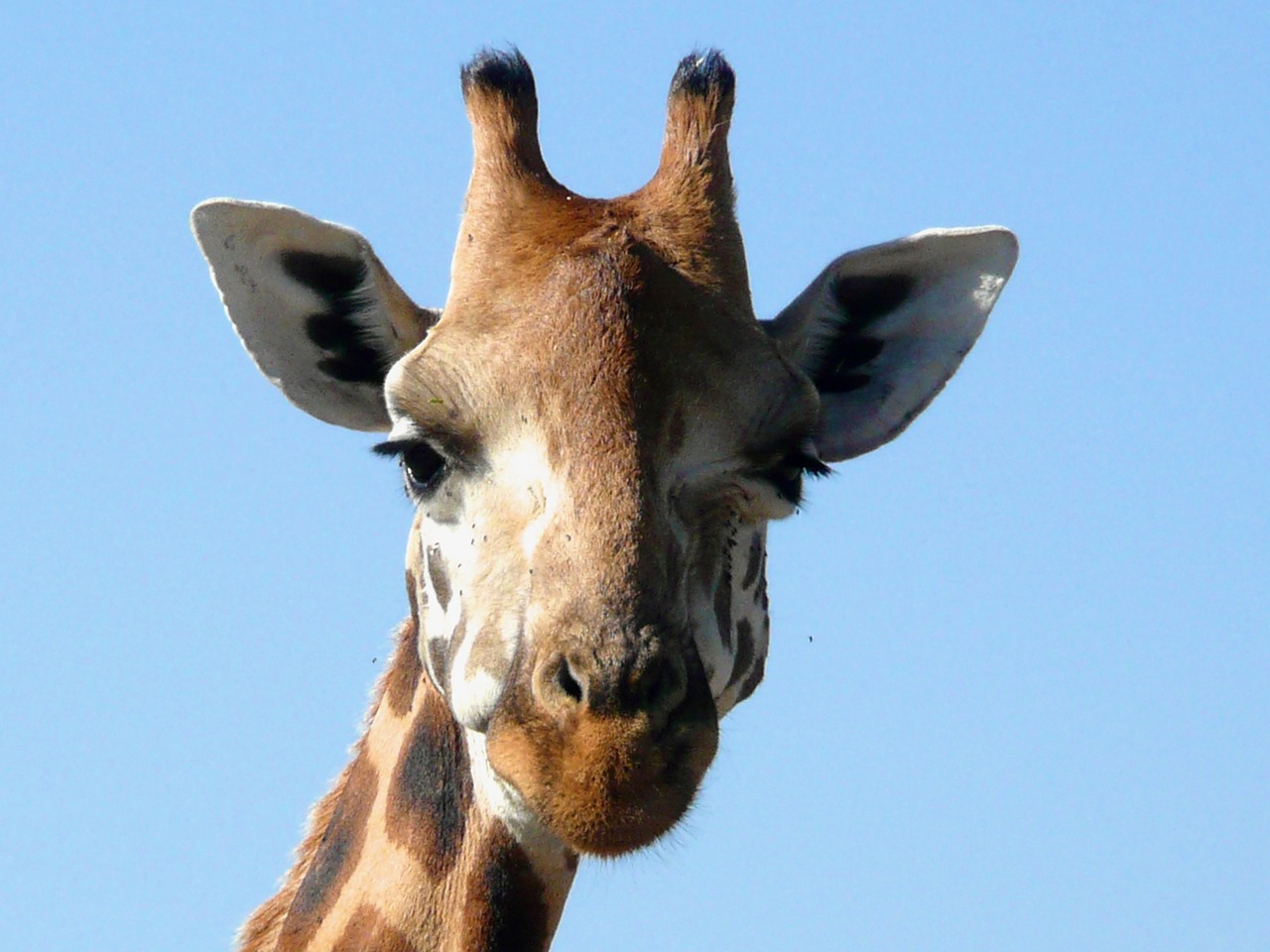 Žirafa, Roščildas, Kenya, Afrikos, Žinduolis, Gamta, Gyvūnas, Galva, Laukiniai, Kaklas