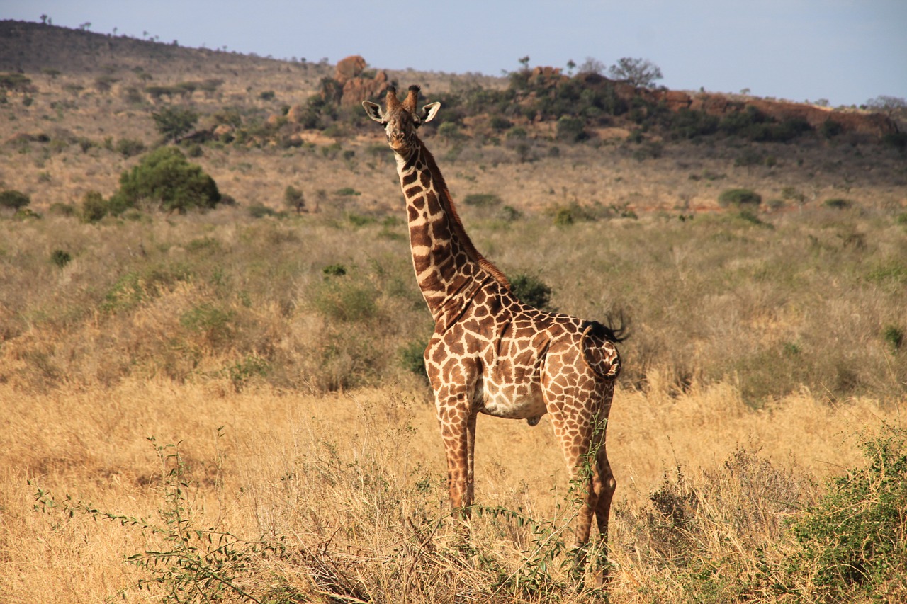Žirafa, Kenya, Tsavo Vakarai, Nemokamos Nuotraukos,  Nemokama Licenzija