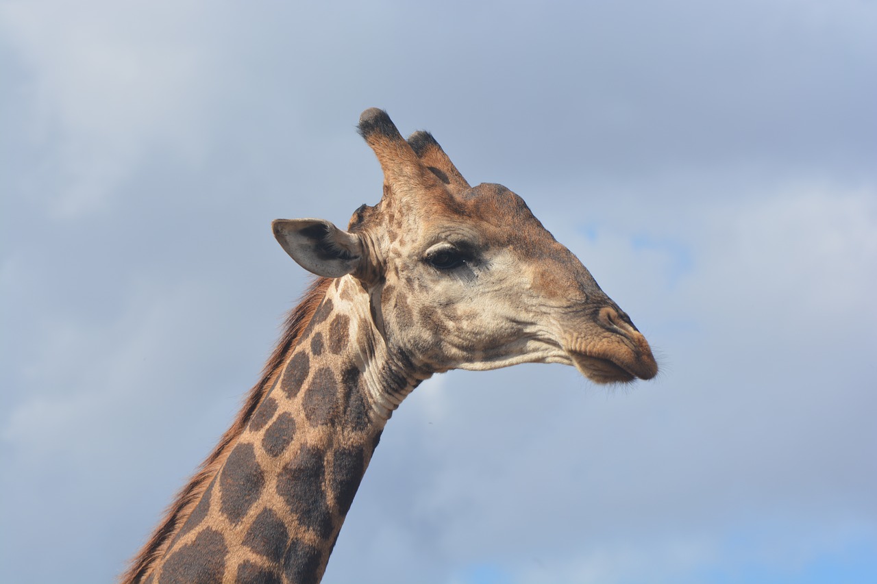 Žirafa, Kruger Nacionalinis Parkas, Safari, Laukinė Gamta, Nemokamos Nuotraukos,  Nemokama Licenzija