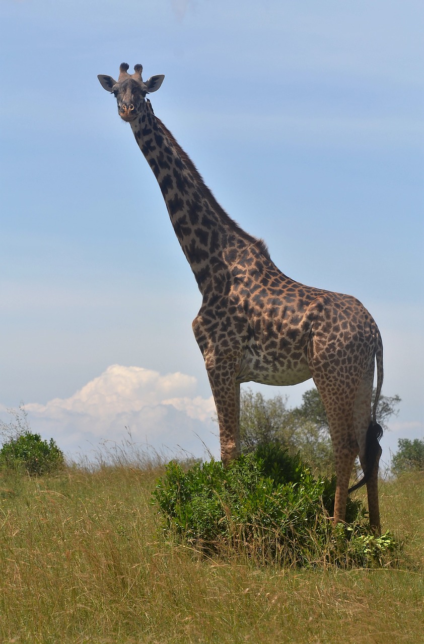 Žirafa, Kenya, Aukščiausias, Laukiniai Gyvūnai, Nemokamos Nuotraukos,  Nemokama Licenzija