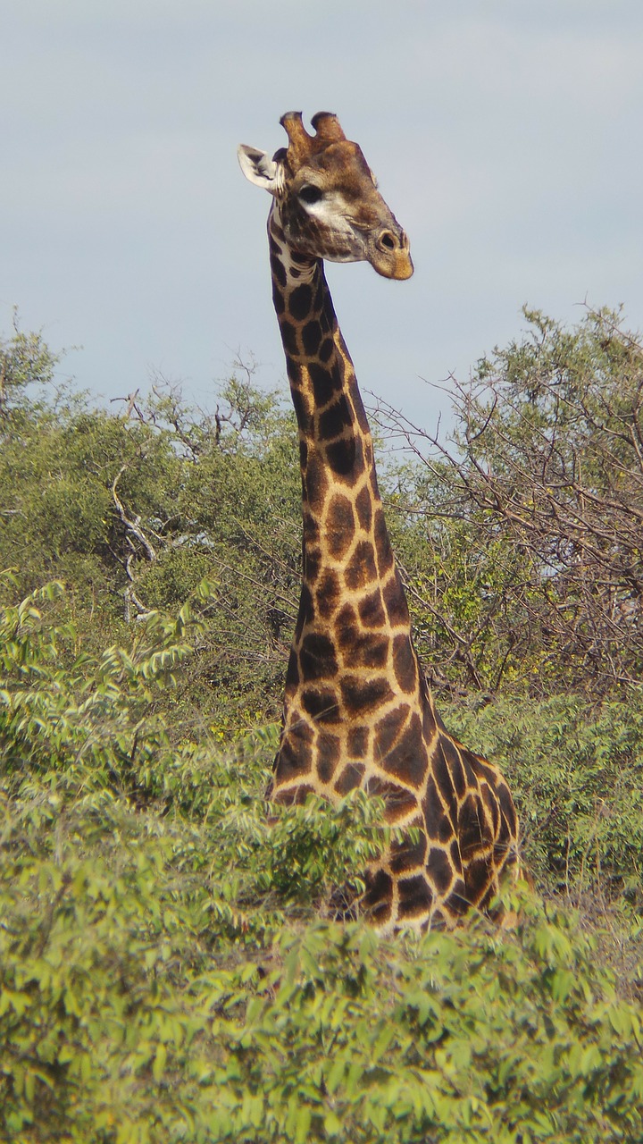Žirafa, Safari, Afrika, Limpopo, Nemokamos Nuotraukos,  Nemokama Licenzija