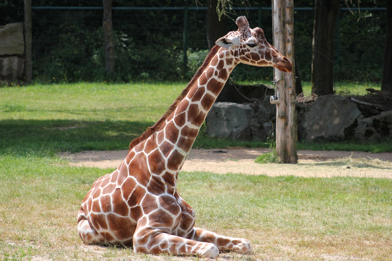 Žirafa, Žinduoliai, Gyvūnas, Fauna, Zoologijos Sodas, Niurnbergas, Nemokamos Nuotraukos,  Nemokama Licenzija