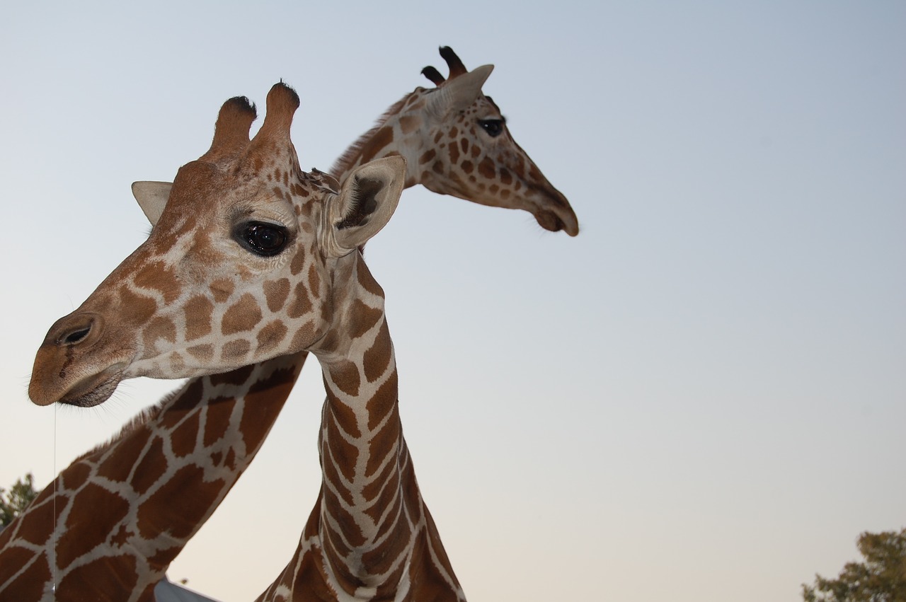 Žirafa, Laukinė Gamta, Zoologijos Sodas, Nemokamos Nuotraukos,  Nemokama Licenzija