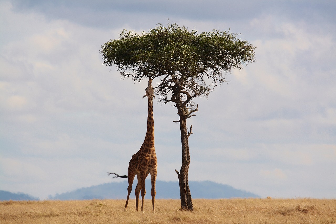 Žirafa, Kenya, Afrika, Laukinė Gamta, Safari, Kaklas, Aukštas, Ruožas, Nemokamos Nuotraukos,  Nemokama Licenzija