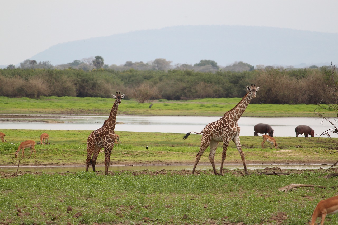 Žirafa, Afrika, Safari, Laukinė Gamta, Gyvūnas, Gamta, Kenya, Tanzanija, Dykuma, Nemokamos Nuotraukos