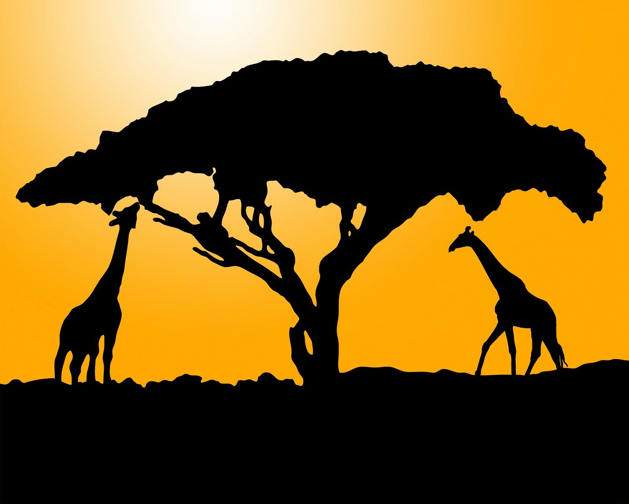 Žirafa, Žirafos, Gyvūnas, Gyvūnai, Afrika, Juoda, Siluetas, Saulėtekis, Saulėlydis, Oranžinė