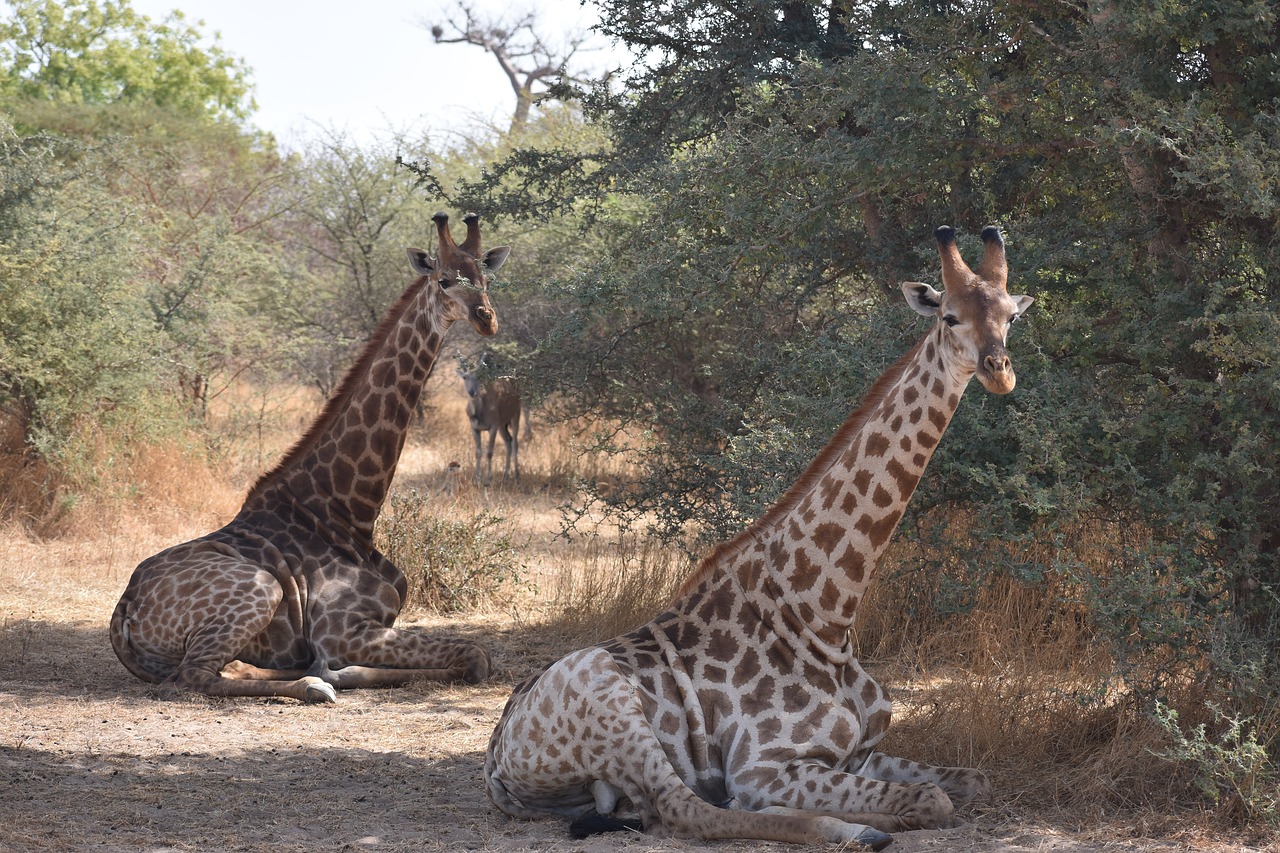 Žirafa, Afrika, Safari, Laukinė Gamta, Laukiniai, Gamta, Žinduolis, Aukštas, Savanna, Camelopardalis