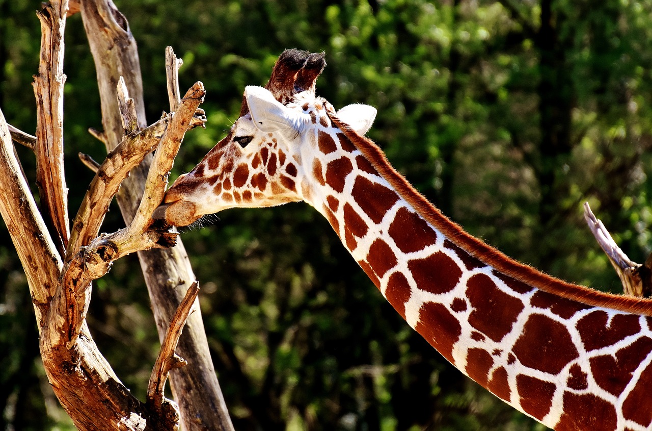 Žirafa, Laukinis Gyvūnas, Dėmės, Ilgai Jibe, Gyvūnai, Afrika, Zoologijos Sodas, Žinduolis, Galva, Gyvūnų Portretas