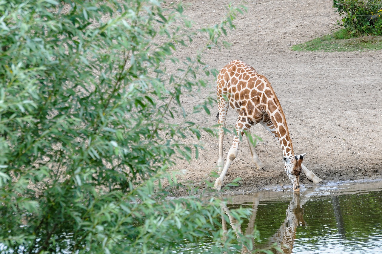Žirafa, Laistymo Anga, Gyvūnas, Safari, Gerti, Afrika, Žinduolis, Nemokamos Nuotraukos,  Nemokama Licenzija