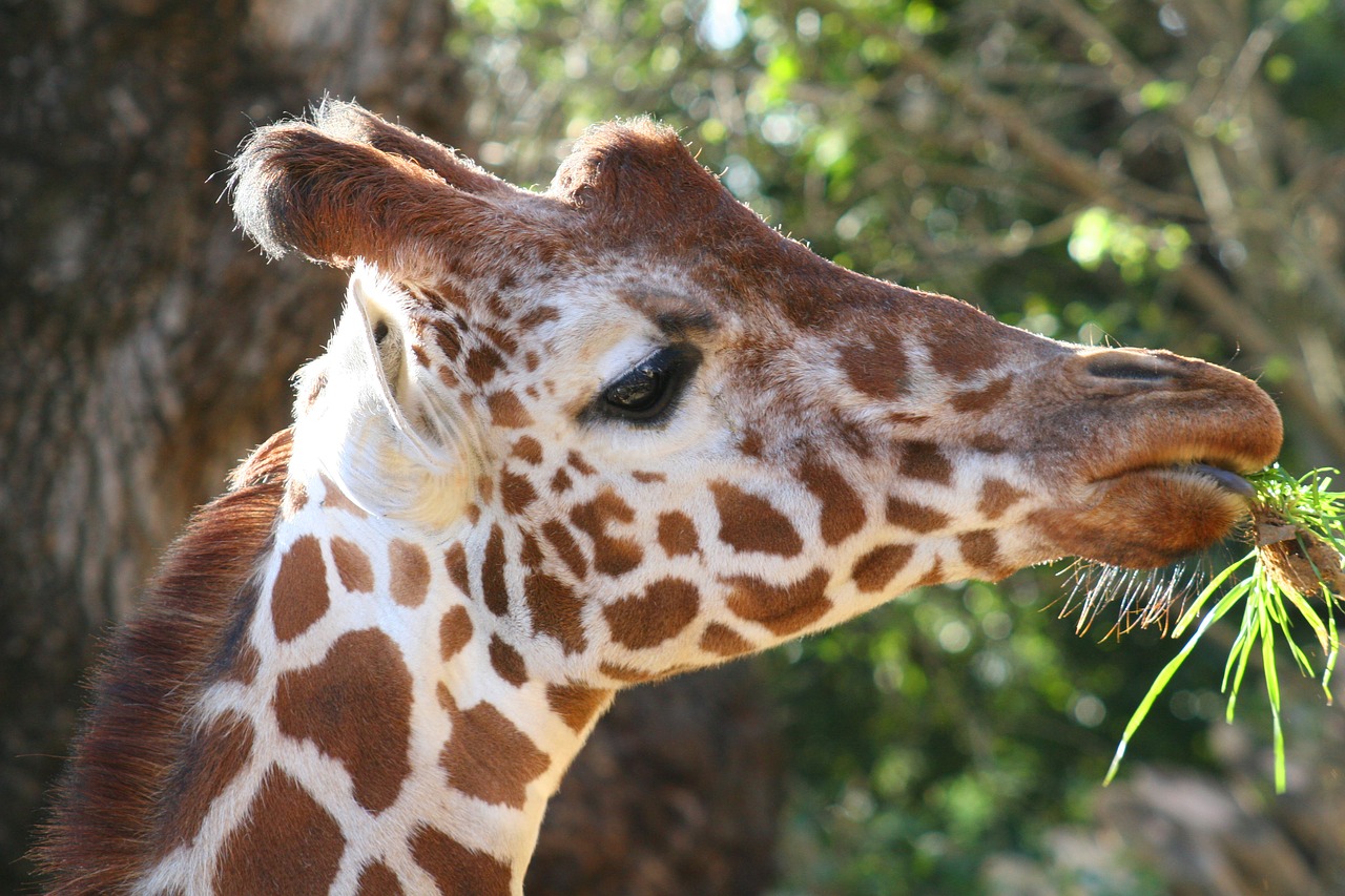 Žirafa, Zoologijos Sodas, Gyvūnas, Valgymas, Afrika, Safari, Gamta, Laukiniai, Žolėdis, Veidas