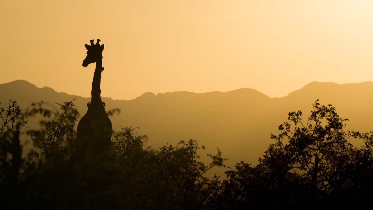 Žirafa, Saulėlydis, Geltona, Dangus, Pietų Afrika, Afrika, Safari, Gamta, Gamtos Šūviai, Kraštovaizdis