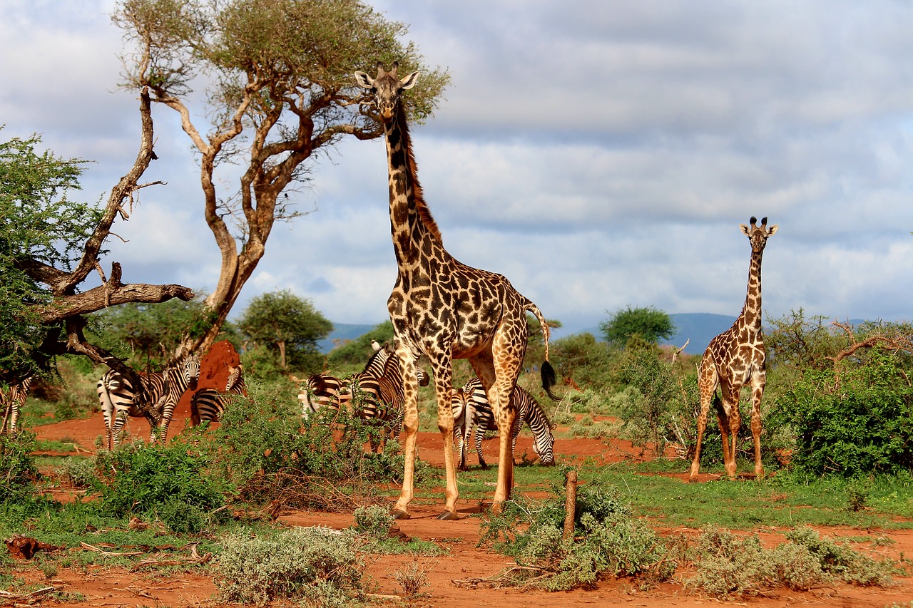 Žirafa, Afrika, Zebra, Nemokamos Nuotraukos,  Nemokama Licenzija