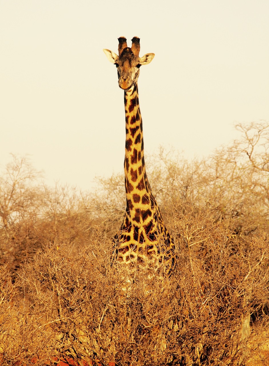 Žirafa, Kenya, Tsavo Vakarų Nacionalinis Parkas, Nemokamos Nuotraukos,  Nemokama Licenzija