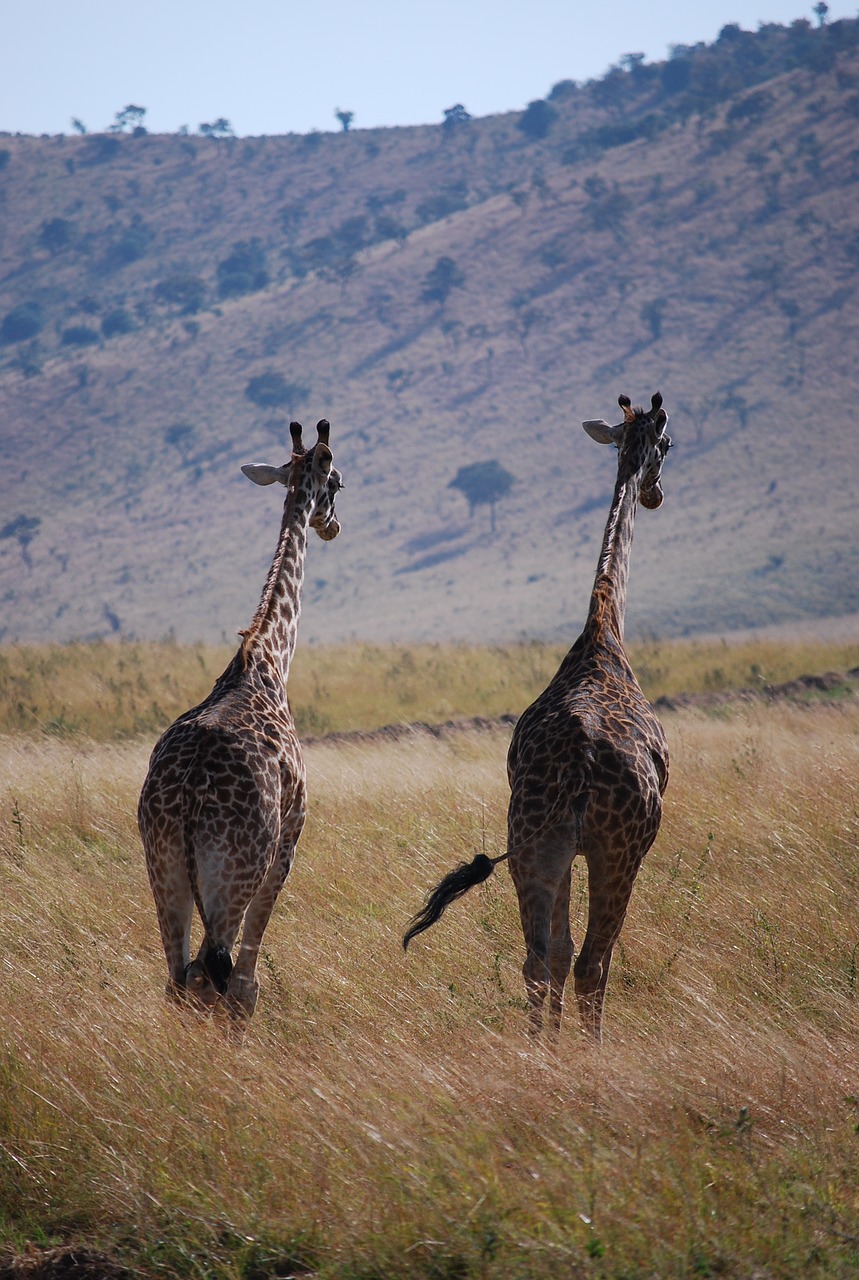 Žirafa, Afrika, Zambija, Nemokamos Nuotraukos,  Nemokama Licenzija
