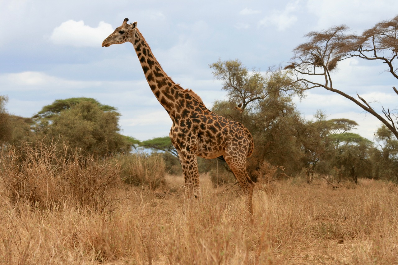 Žirafa, Safari, Kenya, Gamta, Nemokamos Nuotraukos,  Nemokama Licenzija