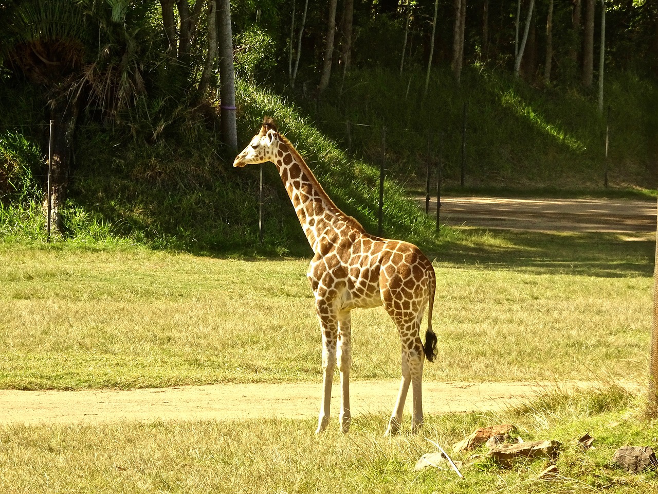 Žirafa, Veršelis, Jaunas, Laukiniai, Afrika, Mielas, Nemokamos Nuotraukos,  Nemokama Licenzija