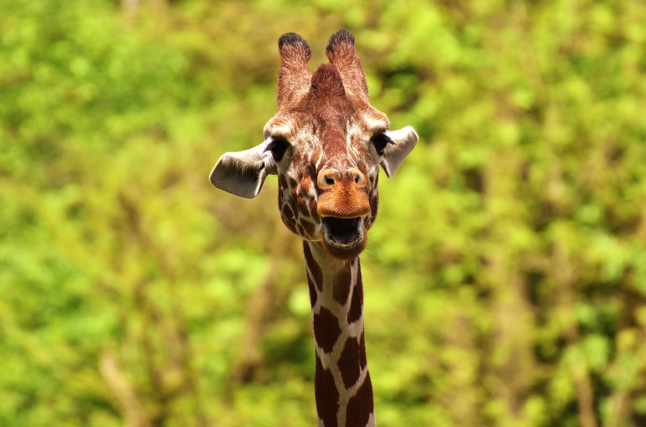 Žirafa, Laukinis Gyvūnas, Dėmės, Ilgai Jibe, Gyvūnai, Afrika, Zoologijos Sodas, Žinduolis, Galva, Gyvūnų Portretas