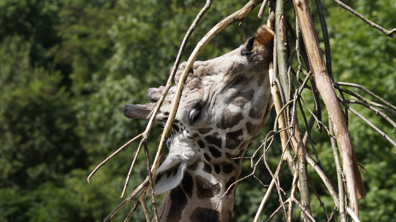 Žirafa, Zoologijos Sodas, Laukinės Gamtos Fotografija, Leipcigas, Nemokamos Nuotraukos,  Nemokama Licenzija