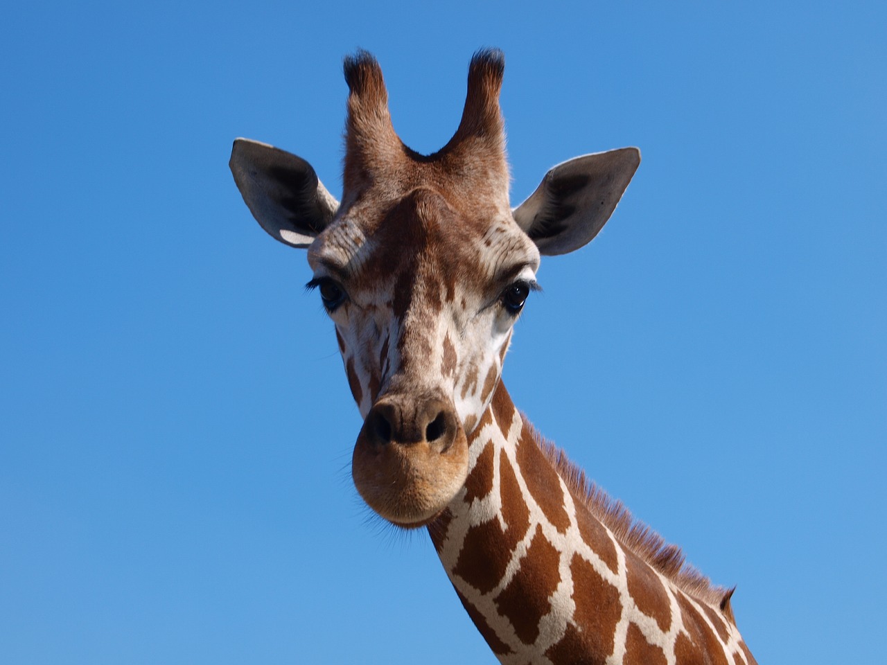 Žirafa, Afrika, Pietų Afrika, Dideli Gyvūnai, Safari, Gyvūnas, Nacionalinis Parkas, Laukinis Gyvūnas, Žinduolis, Dykuma