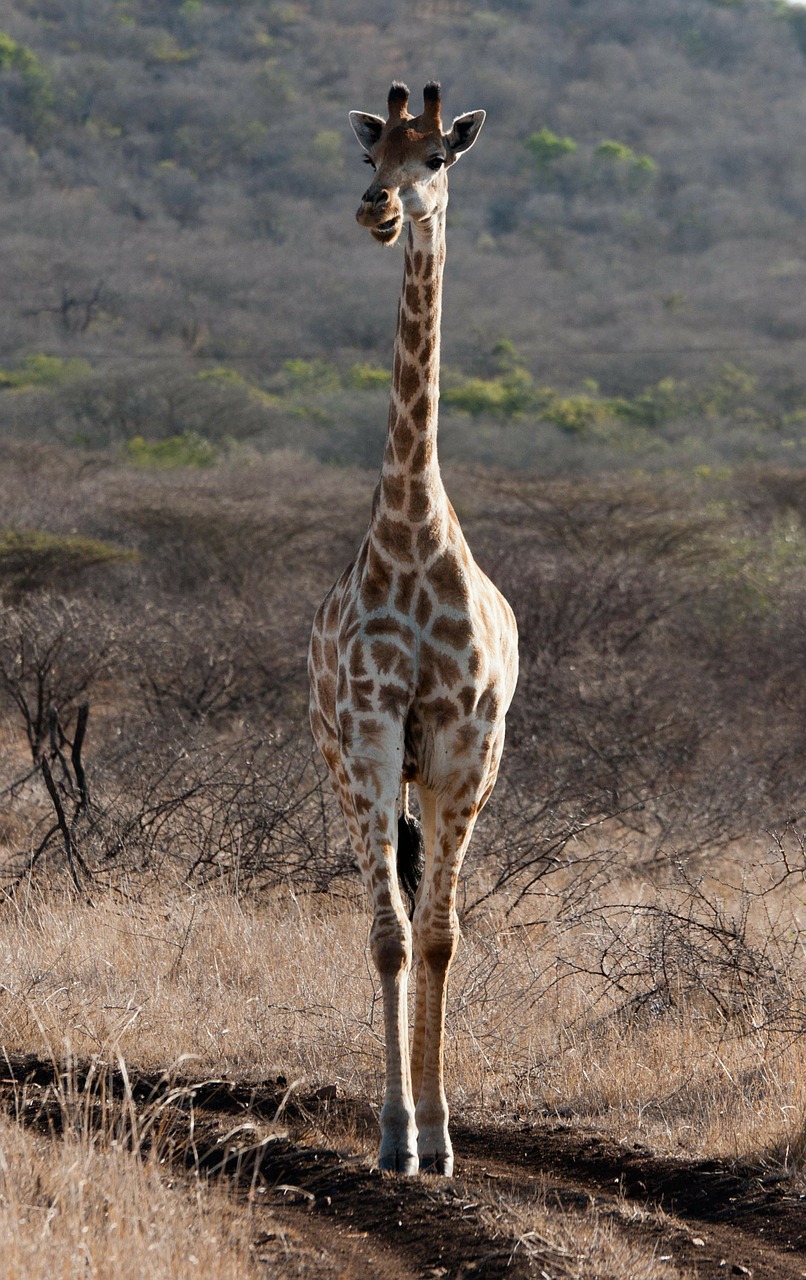 Žirafa, Pietų Afrika, Savana, Nemokamos Nuotraukos,  Nemokama Licenzija