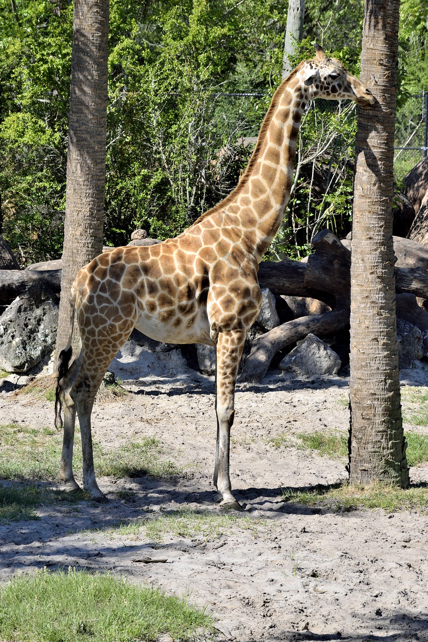 Žirafa, Gyvūnas, Laukinė Gamta, Zoologijos Sodas, Rezervas, Lauke, Safari, Afrika, Žinduolis, Gamta