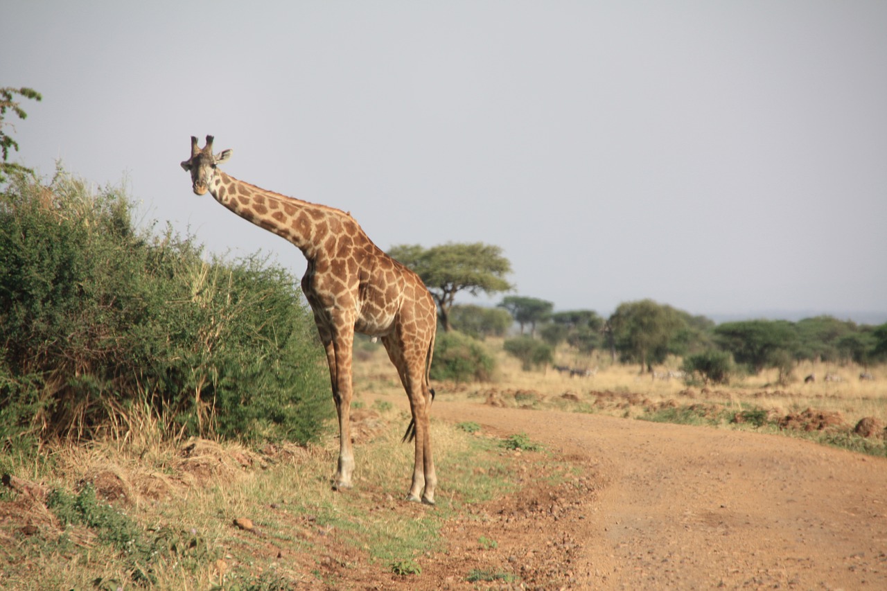 Žirafa, Afrika, Safari, Gyvūnas, Nacionalinis Parkas, Pietų Afrika, Dykuma, Žolėdžius, Didelis Žaidimas, Žiurkių Žandikaulis