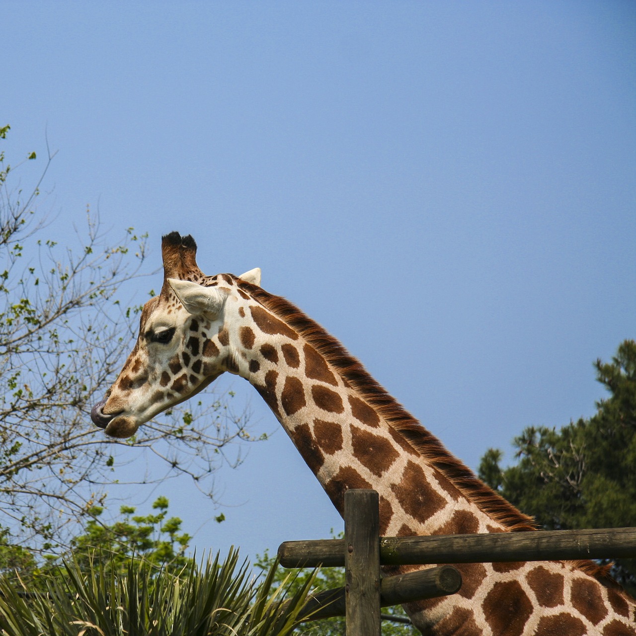 Žirafa, Kalba, Zoologijos Sodas, Kaklas, Afrika, Parconatura, Gyvūnai, Savana, Atostogos, Parkas