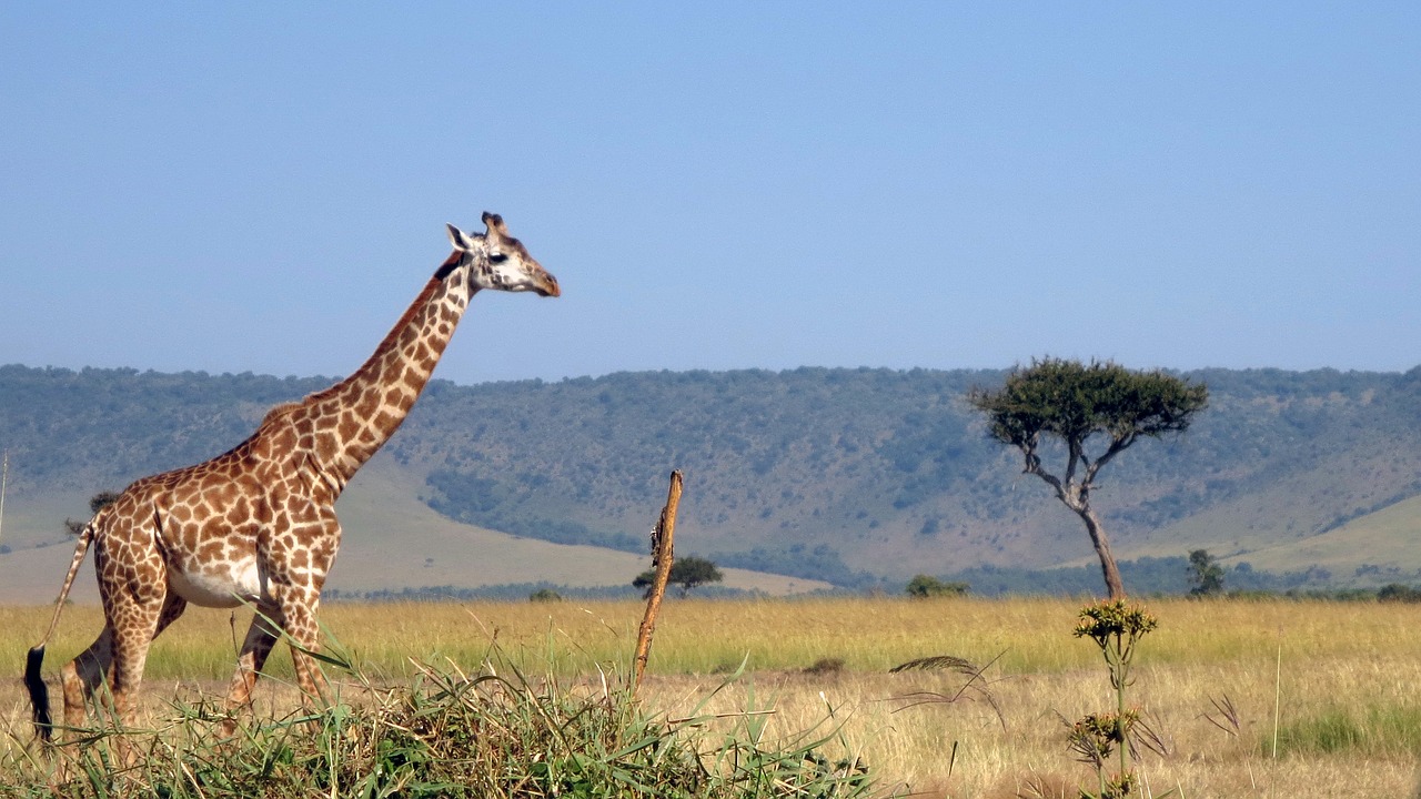 Žirafa, Masai Mara, Afrika, Nemokamos Nuotraukos,  Nemokama Licenzija