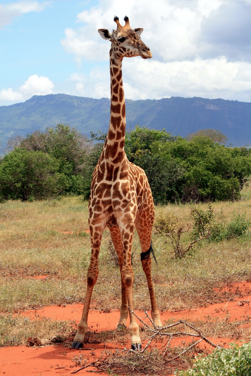 Žirafa, Afrika, Nacionalinis Parkas, Safari, Kenya, Nemokamos Nuotraukos,  Nemokama Licenzija