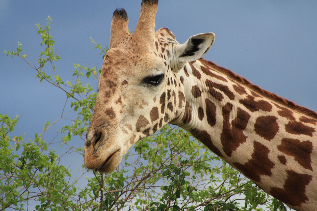 Žirafa, Afrika, Safari, Kenya, Nacionalinis Parkas, Nemokamos Nuotraukos,  Nemokama Licenzija