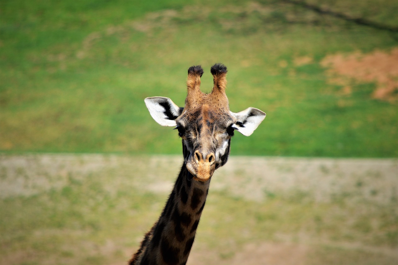 Žirafa, Safario Parkas, San Diego, Nemokamos Nuotraukos,  Nemokama Licenzija