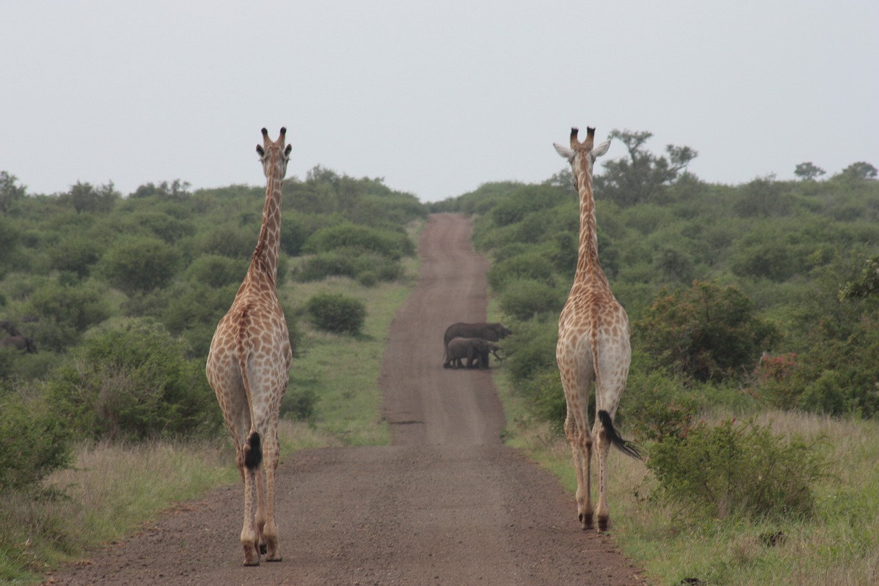 Žirafa, Dramblys, Gamta, Safari, Laukinė Gamta, Pietų Afrika, Kruger Nacionalinis Parkas, Nemokamos Nuotraukos,  Nemokama Licenzija