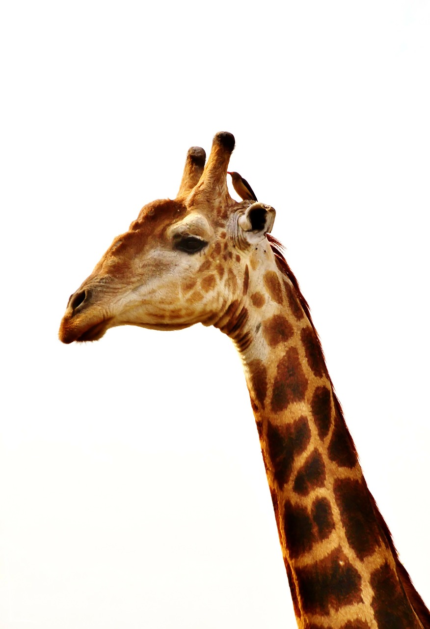 Žirafa, Žirafos Kaklas, Gyvūnas, Laukinis Gyvūnas, Portretas, Safari, Laukinė Gamta, Gamta, Afrika, Gyvūnų Pasaulis