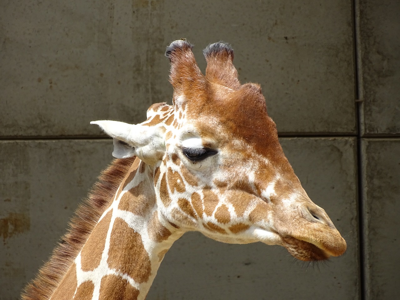 Žirafa, Zoologijos Sodas, Laukinė Gamta, Nemokamos Nuotraukos,  Nemokama Licenzija