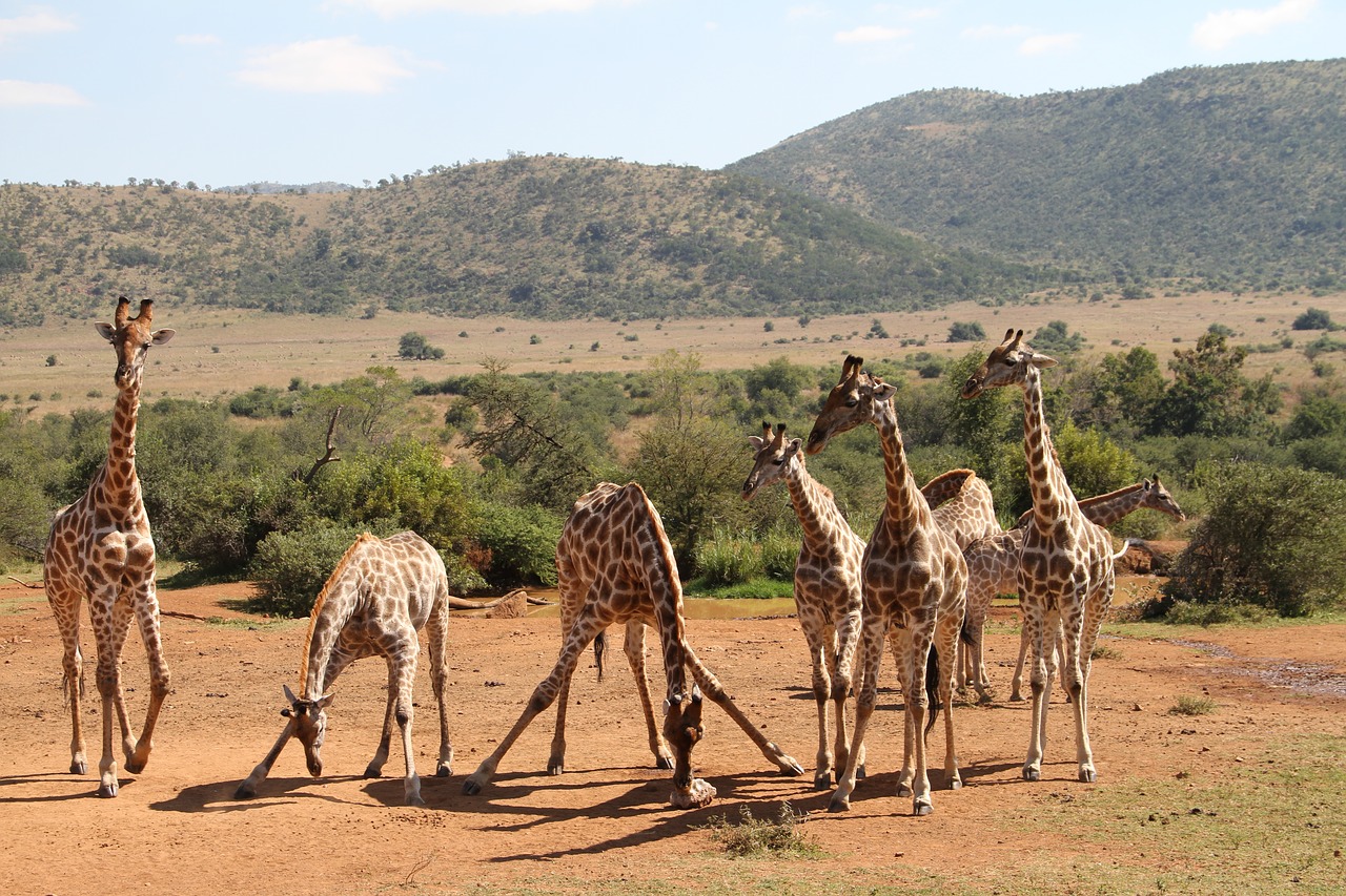 Žirafa, Pilanesbergas, Safari, Gyvūnas, Lauke, Krūmas, Afrika, Pietų Afrika, Laukiniai, Gamta