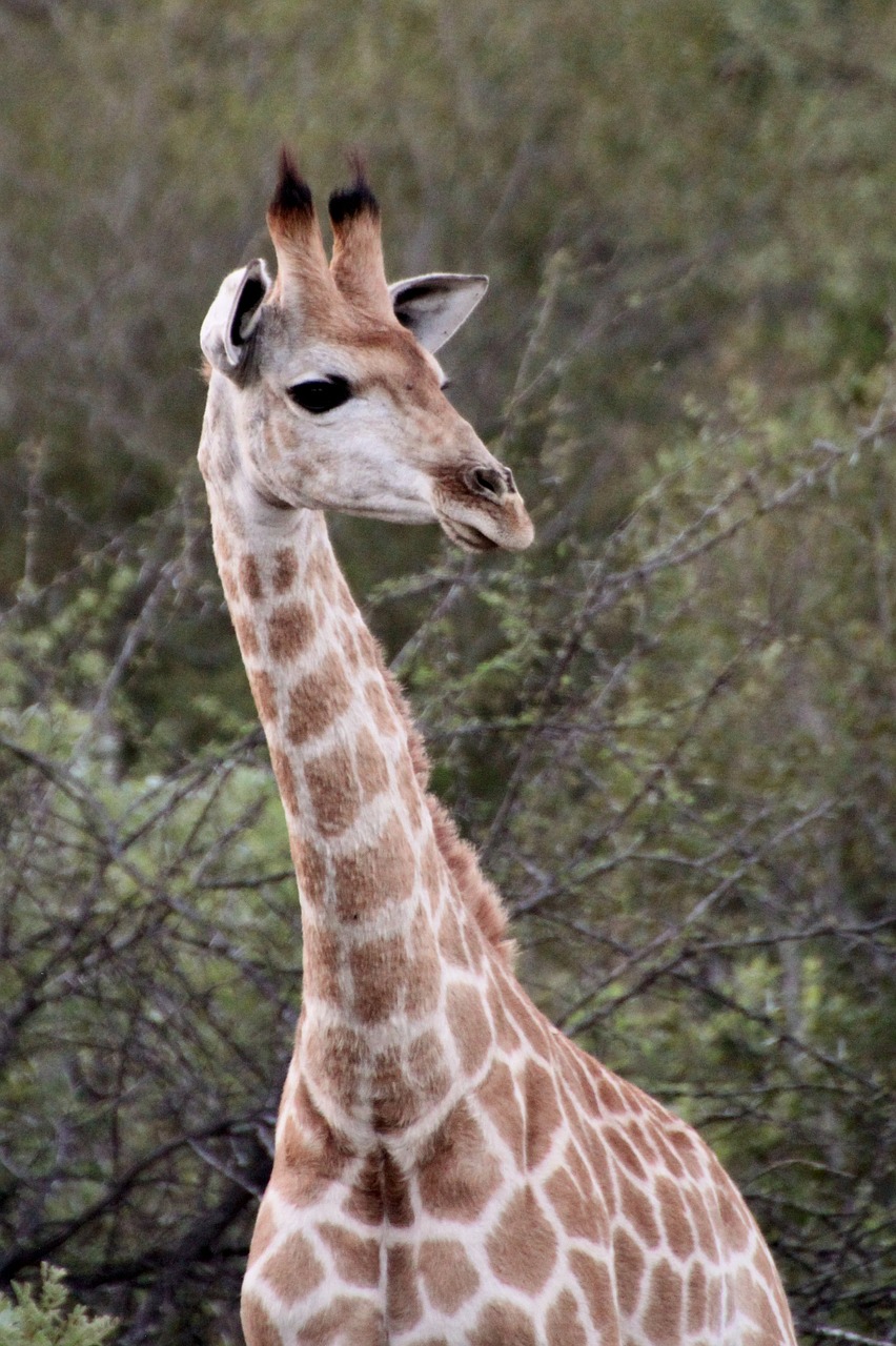 Žirafa, Kaklas, Gyvūnas, Safari, Galva, Portretas, Afrika, Gamta, Gyvūnai, Pietų Afrika