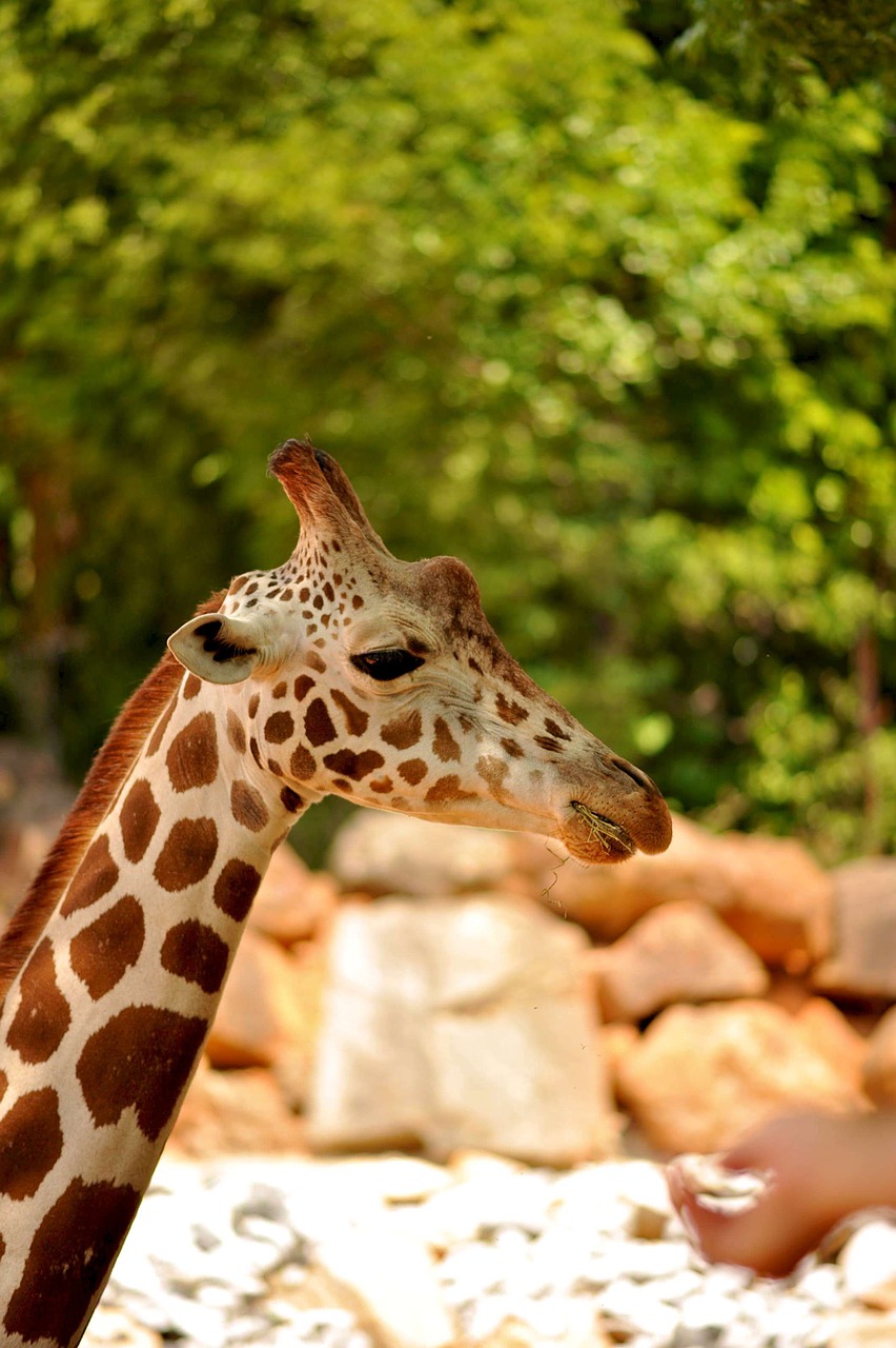 Žirafa, Laukinė Gamta, Gyvūnas, Zoologijos Sodas, Afrikos, Didelis, Ruda, Nemokamos Nuotraukos,  Nemokama Licenzija