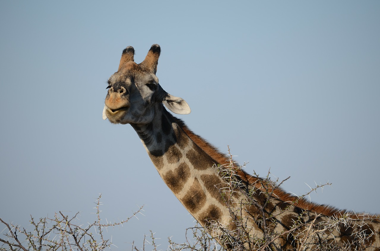 Žirafa, Anties Veidas, Gyvūnas, Safari, Gyvūnai, Afrika, Namibija, Sausra, Etosha, Nemokamos Nuotraukos