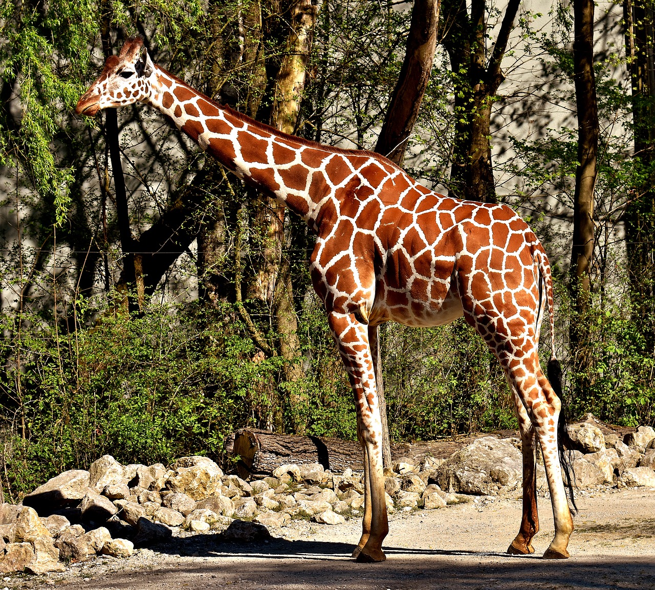 Žirafa, Zoologijos Sodas, Gyvūnas, Gyvūnų Portretas, Tierpark Hellabrunn, Munich, Nemokamos Nuotraukos,  Nemokama Licenzija